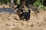 YORKSHIRE TERRIER 451